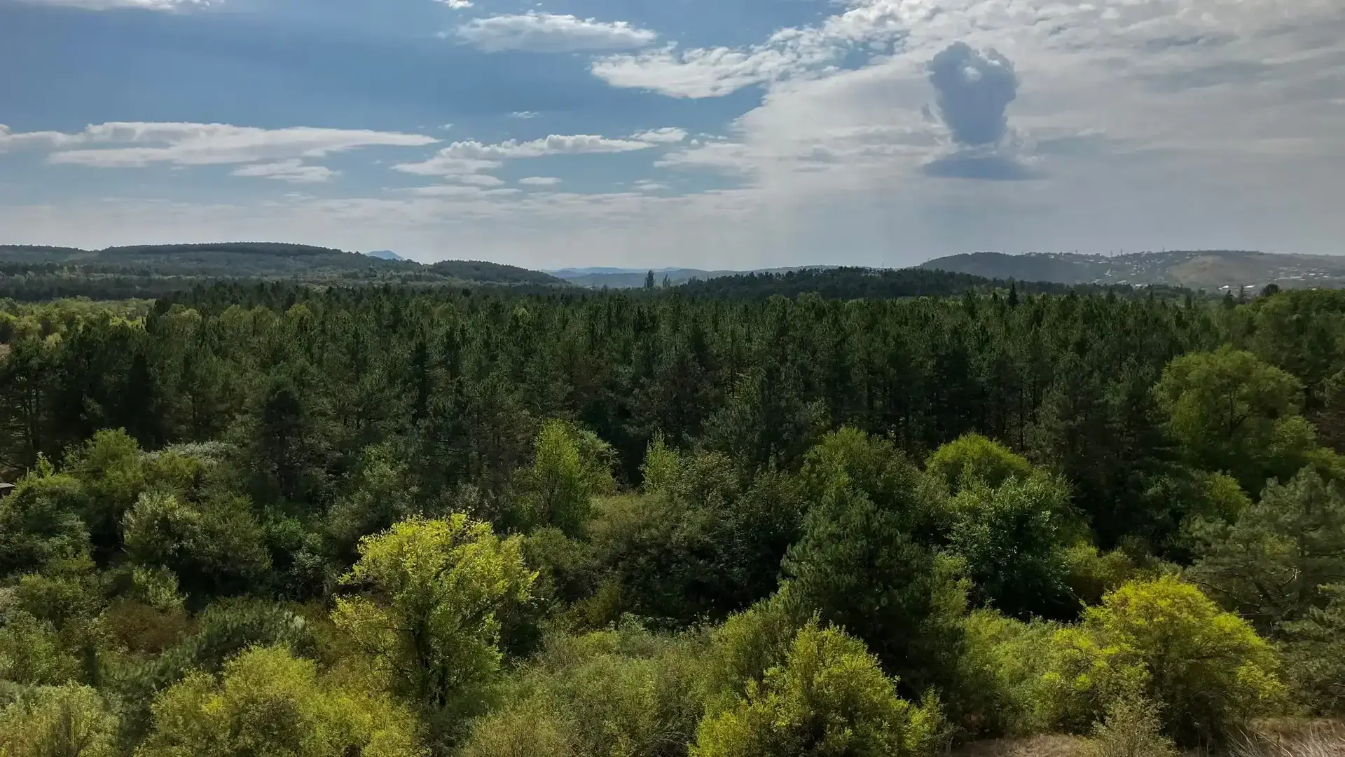 Лесоустройство